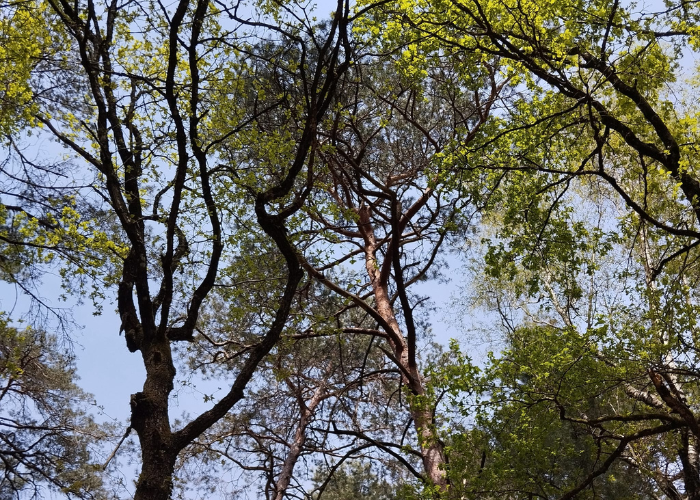 photo d'arbres et branches en forêt